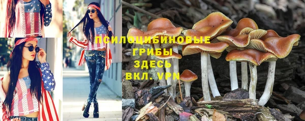 PSILOCYBIN Краснослободск